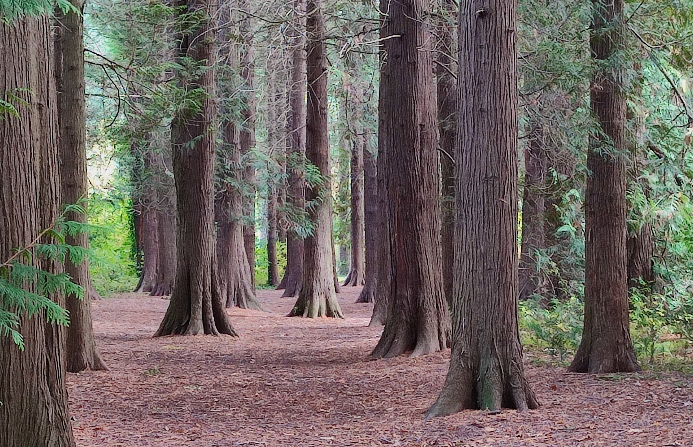 Arboretum SGGW w Rogowie